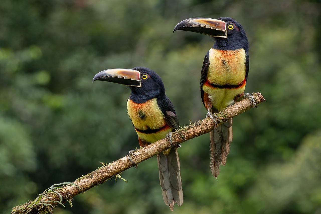 Exotic Wildlife Encounters